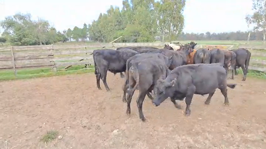 Lote NOVILLOS FORMADOS