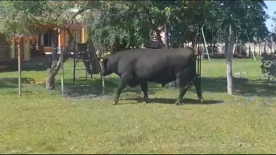 Lote Toros ANGUS NEGRO a remate en #39 Pantalla Carmelo en COLONIA ARRUE