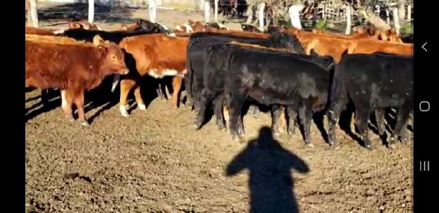 Lote 60 Terneros/as en Villaguay, Entre Ríos