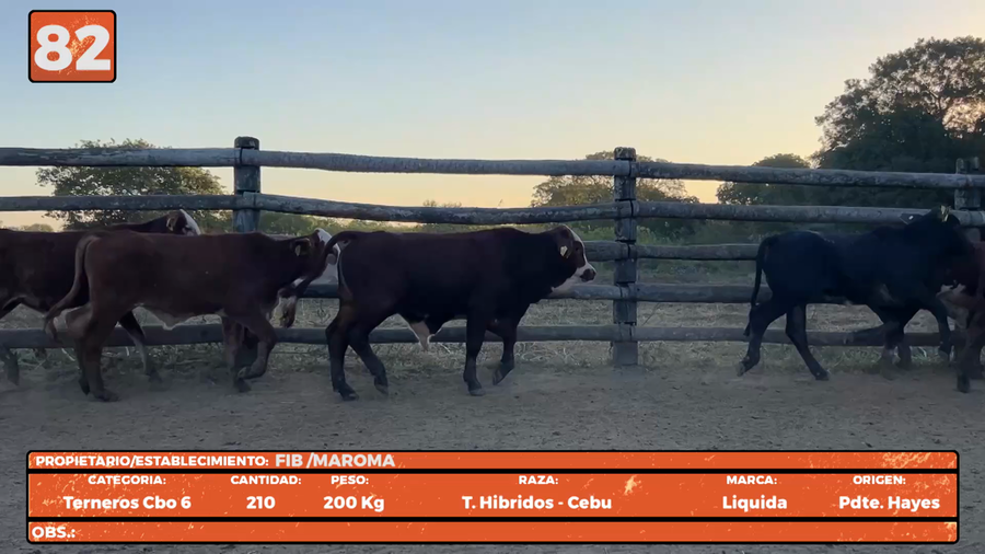Lote LOTE 82