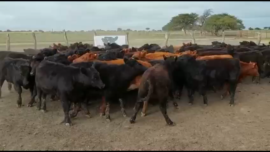 Lote 70 Terneras en Chajarí, Entre Ríos