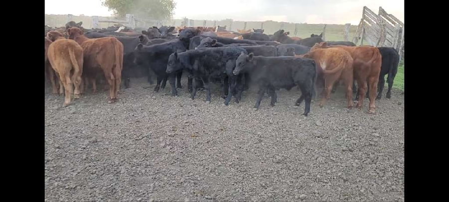 Lote 100 Terneros/as en Villaguay, Entre Ríos