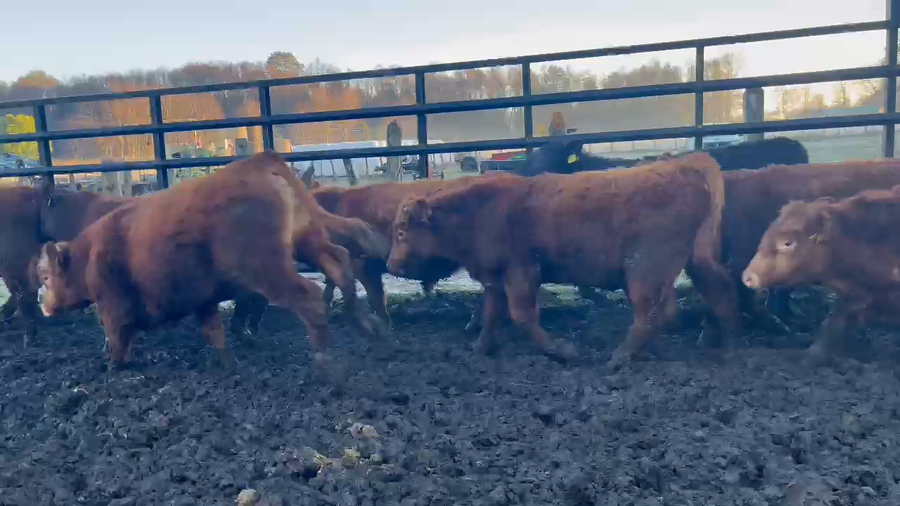 Lote 50 Ternero en Curacautín, IX Región Araucanía