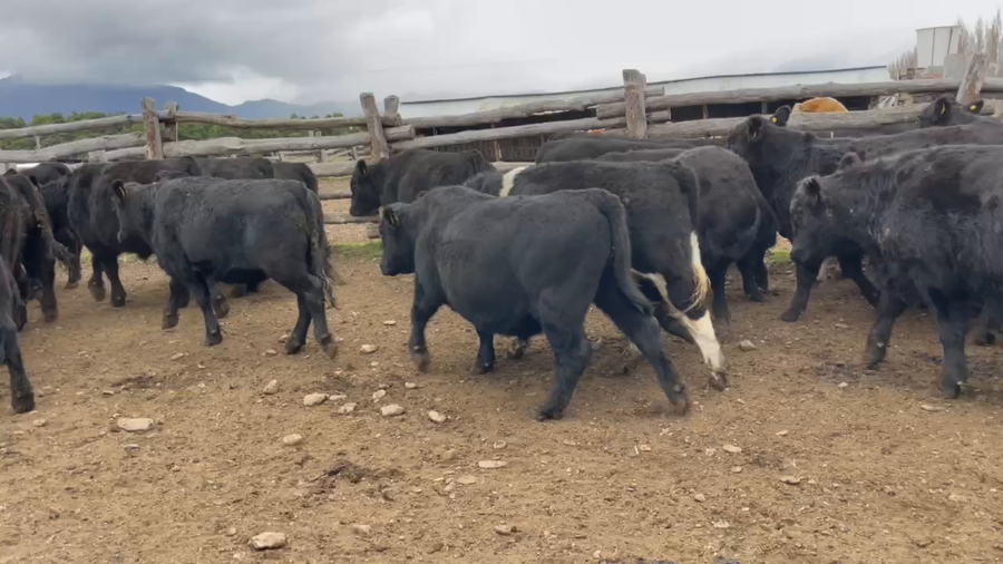 Lote 40 Novillo Engorda en XI Región Aysén, Coyhaique