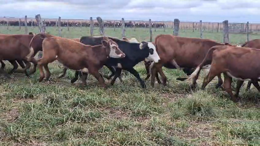 Lote 112 Terneras