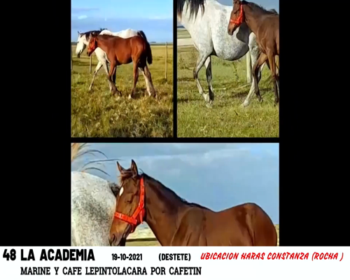 Lote LA ACADEMIA