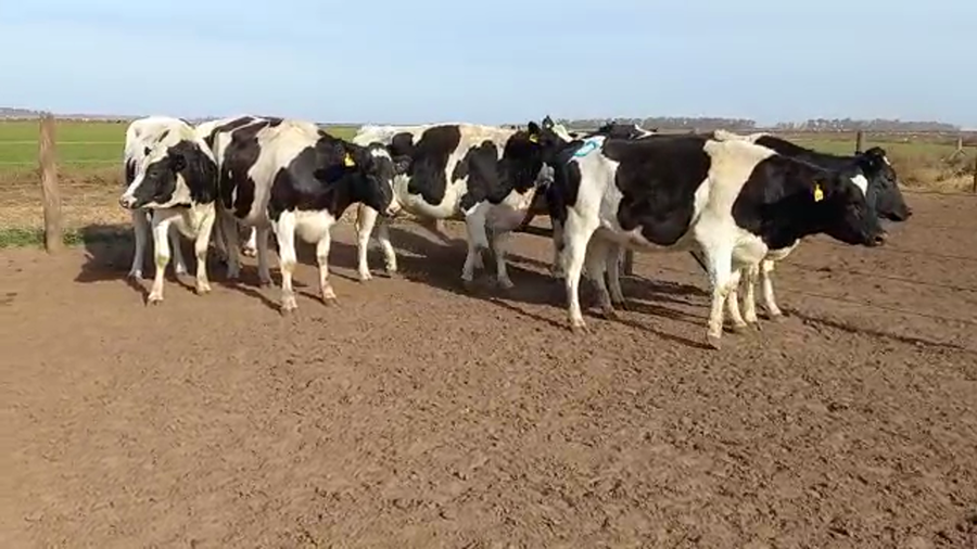 Lote Adeco Agropecuaria