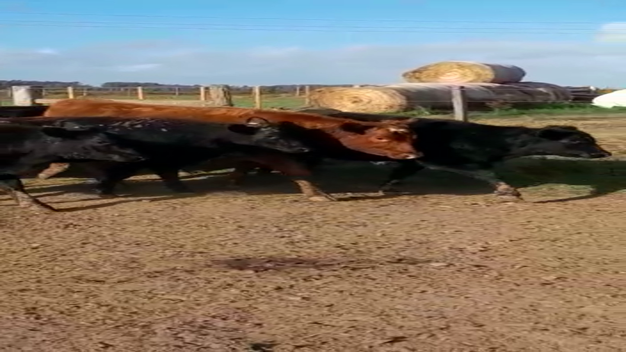 Lote 20 Terneras angus a remate en 4to remate ENTRE MARTILLOS 230kg -  en r1 km 42