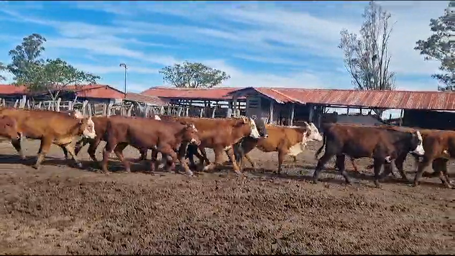 Lote 110 Terneras en Corrientes, Mercedes