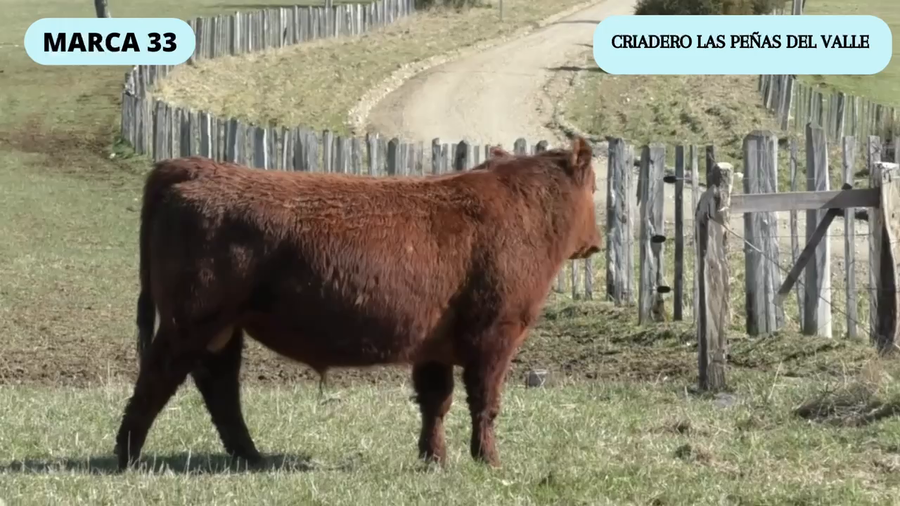 Lote 1 Toro en Coyhaique, XI Región Aysén