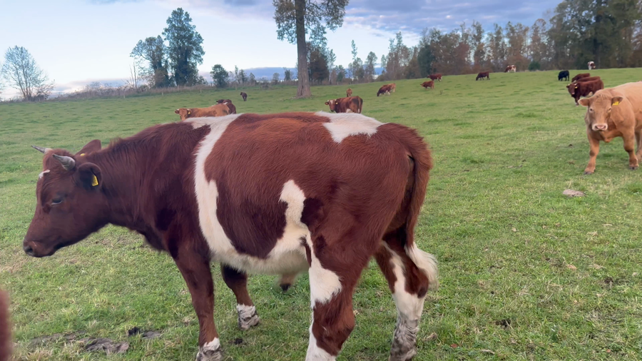 Lote 40 Novillo Engorda en Río Bueno, XIV Región Los Ríos