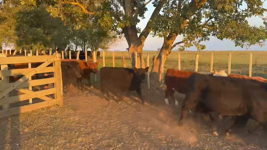 Lote 37 Terneros/as