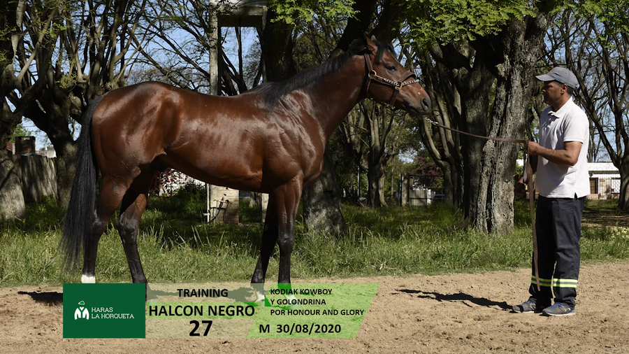 Lote HALCON NEGRO