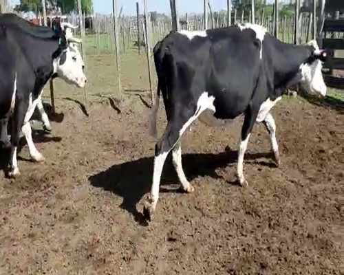 Lote 4 Vacas de Invernada CRUZA ANGUS a remate en Pantalla Camy 500kg - , San José