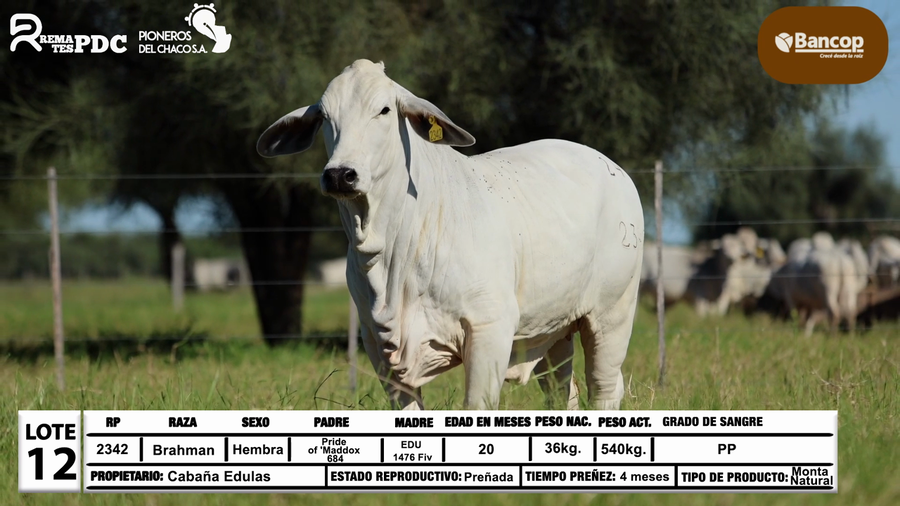 Lote Lote 12