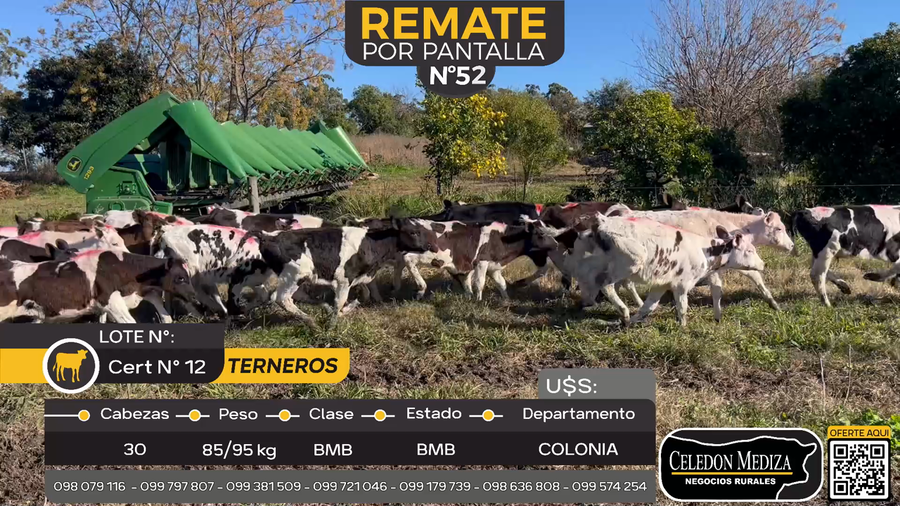 Lote 30 Terneros en Otra Localidad, Colonia