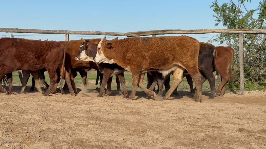 Lote 64 Terneros/as en Corrientes, Chavarría