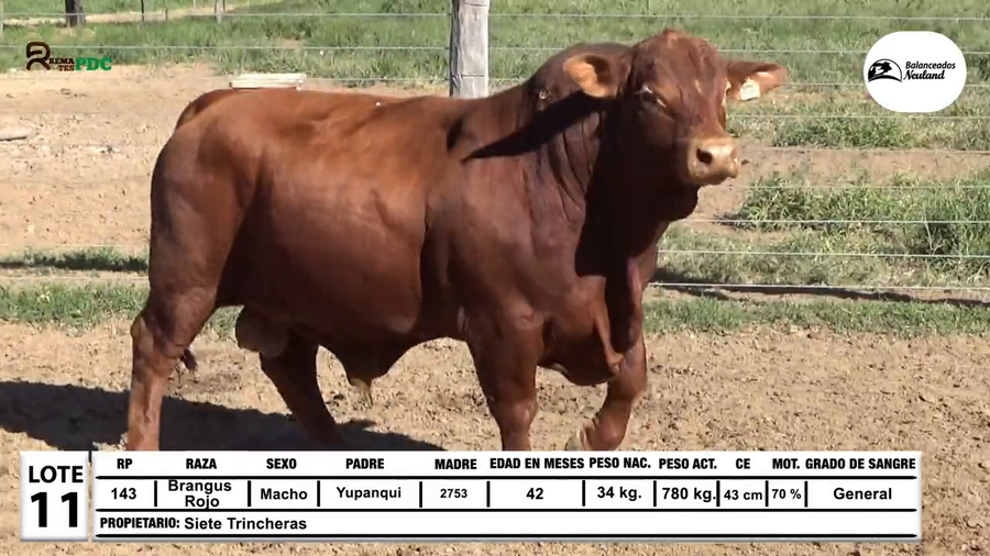 Lote Toros Brangus Rojo a remate en Sábado 5 de Julio - Gran Remate de Reproductores PDC, Loma Plata