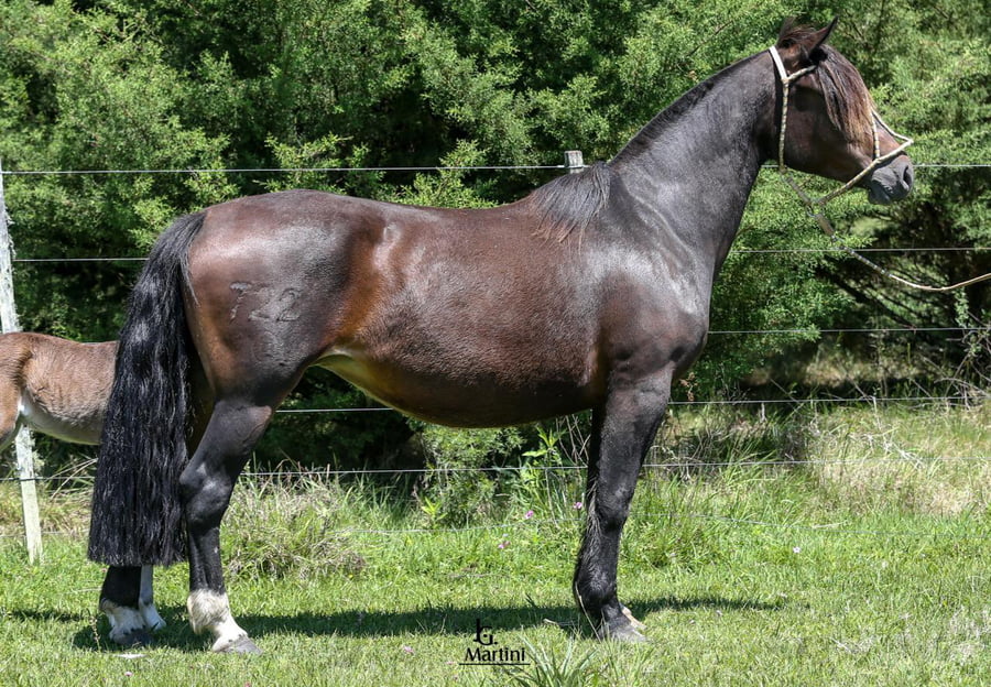 Lote Patria Mía Caraguatá