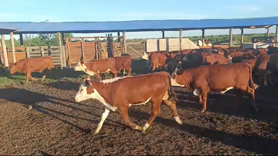 Lote 109 Terneros/as en Corrientes, Curuzú-Cuatiá