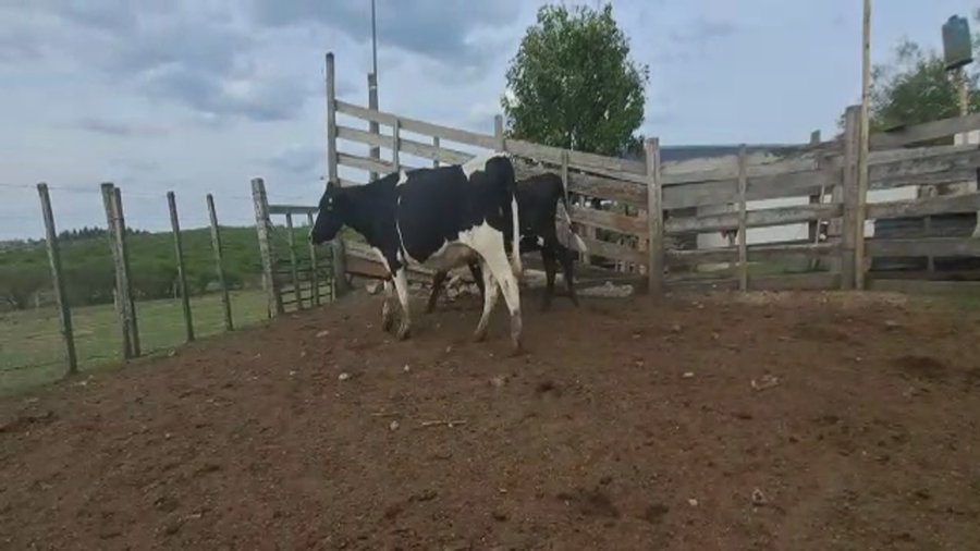 Lote (Vendido)2 Vaquillonas  a remate en #6 Remate Entre Martillos, San José