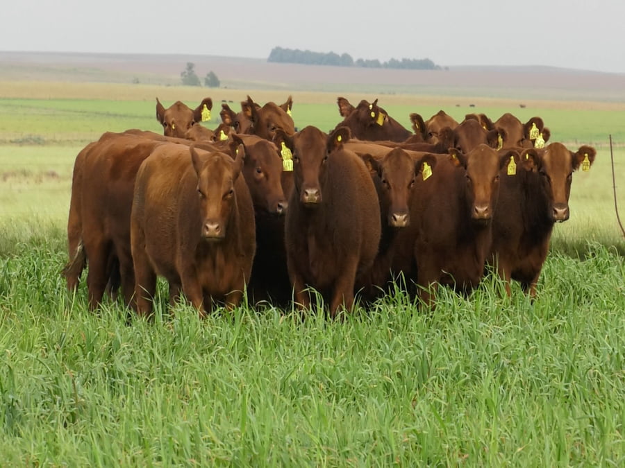 Lote VAQ.  ANGUS COLORADAS  P. CONTROLADAS C/GTÍA DE PREÑEZ