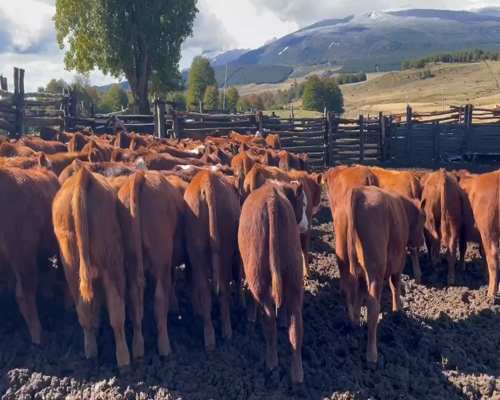 Lote 65 Ternero en Coyhaique, XI Región Aysén