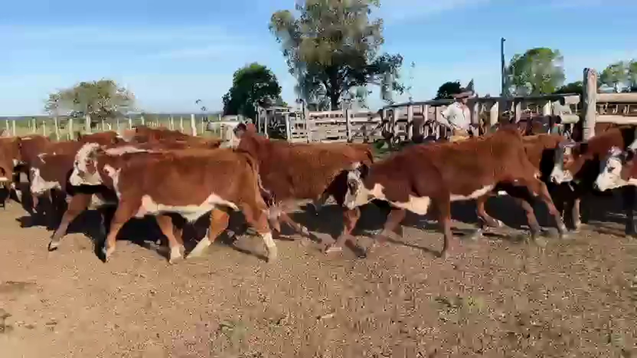 Lote 110 Terneros