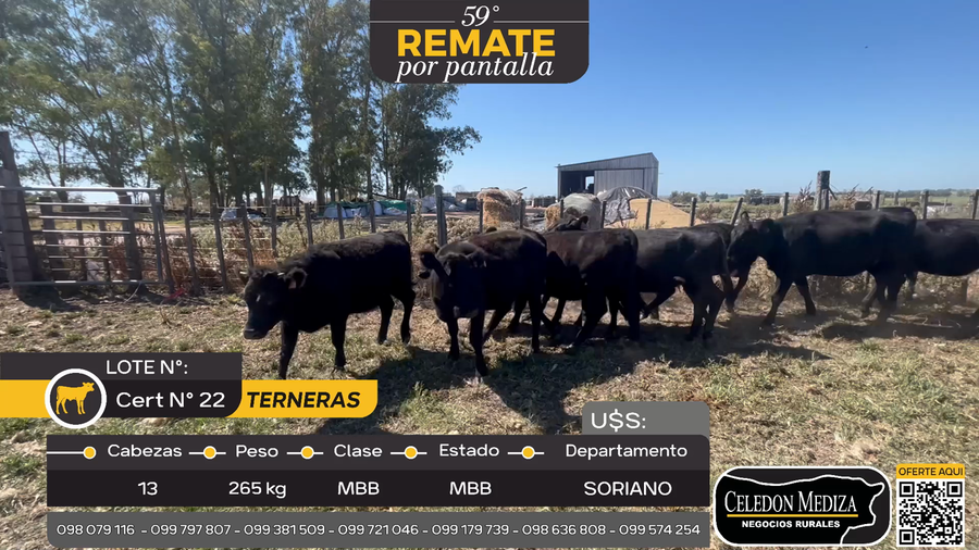 Lote 13 Terneras en Cuchilla del Perdido, Soriano