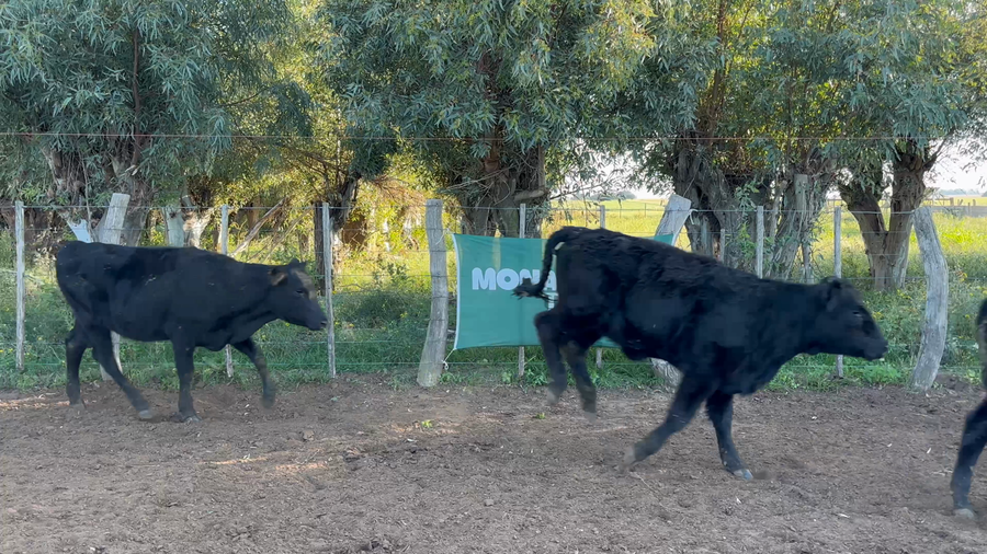 Lote 35 Terneras en La Pampa, Gral. Manuel Campos