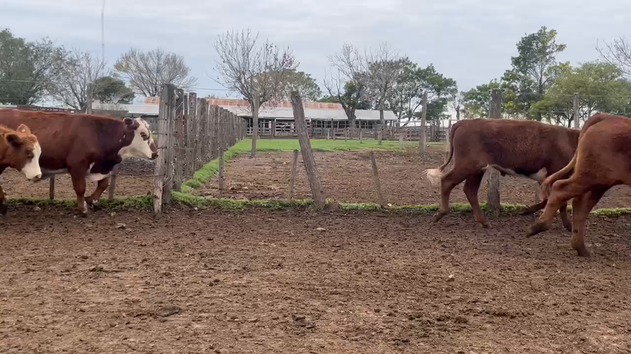 Lote 60 Novillitos en Corrientes, Curuzú-Cuatiá