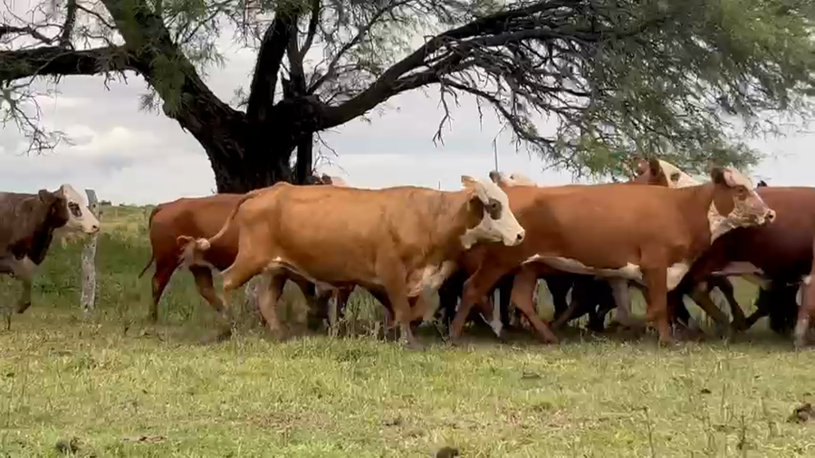 Lote 35 Vacas usadas preñadas en Corrientes, Mariano I. Loza