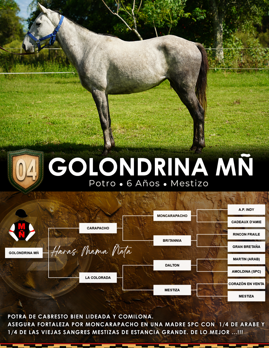 Lote GOLONDRINA MÑ