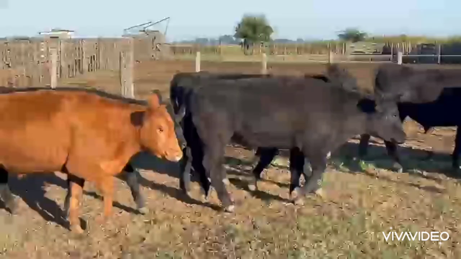 Lote 45 Novillitos en Castelli, Buenos Aires