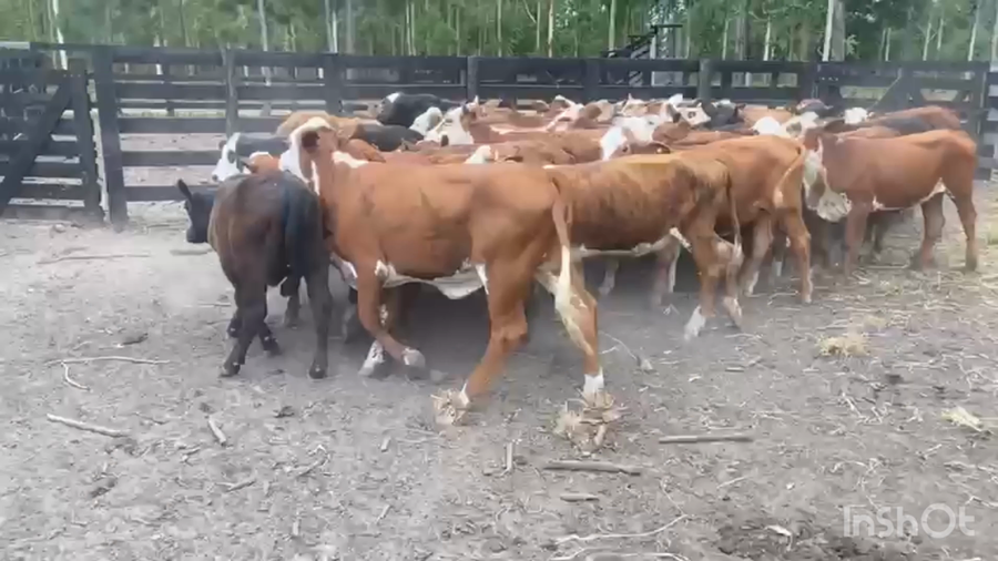 Lote 54 Terneras en Corrientes, Saladas