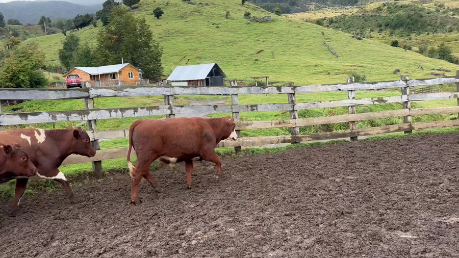 Lote 22 Novillo Engorda en Río Ibáñez, XI Región Aysén