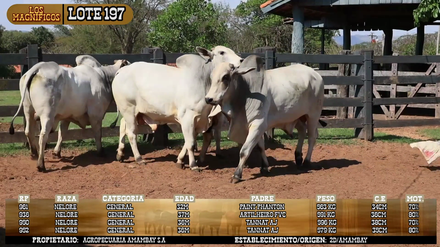 Lote LOTE 197 - POR PANTALLA