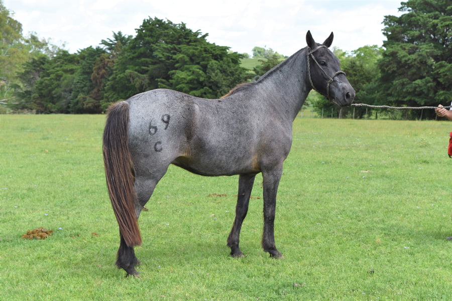 Lote RP 69 - REFUGADO