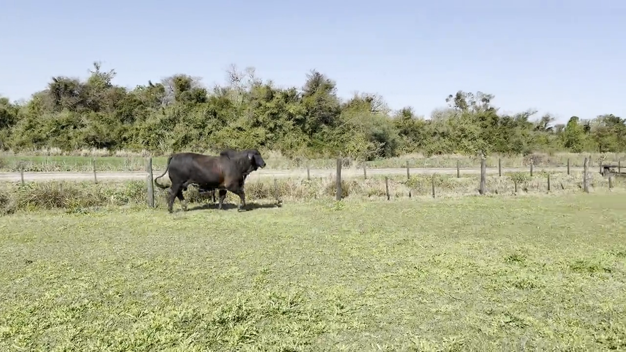 Lote Toros Cabaña "El Quebracho"