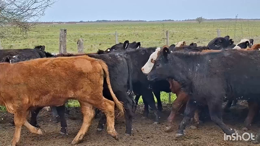 Lote 88 Vaquillonas