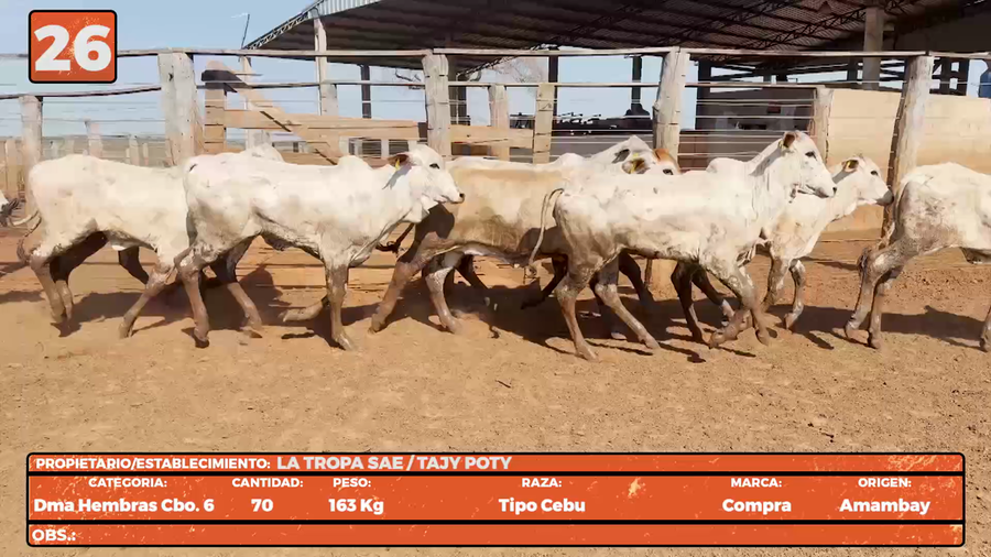 Lote LOTE 26