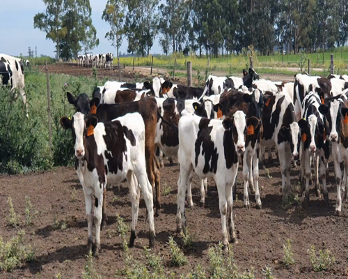 Lote 65 Terneros en Tandil, Buenos Aires