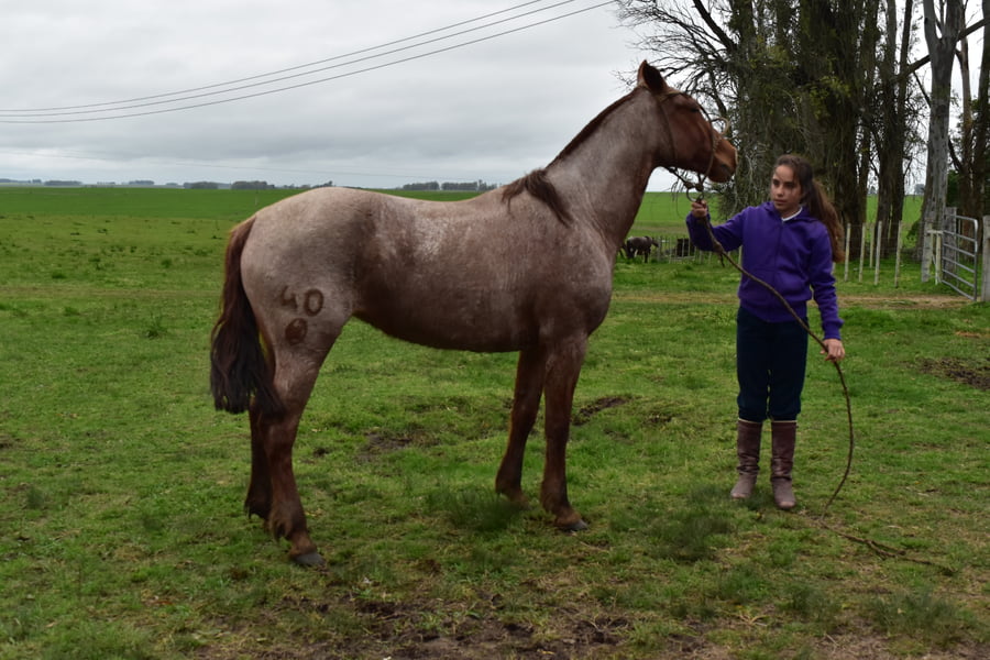 Lote Cabaña "Media Rienda" - RP 40 - SAPUCAY