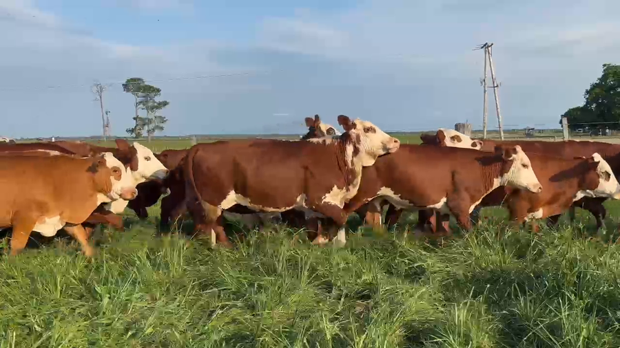 Lote 74 Novillitos en Corrientes, Chavarría