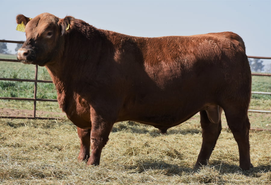 Lote TOROS (Corral 4)