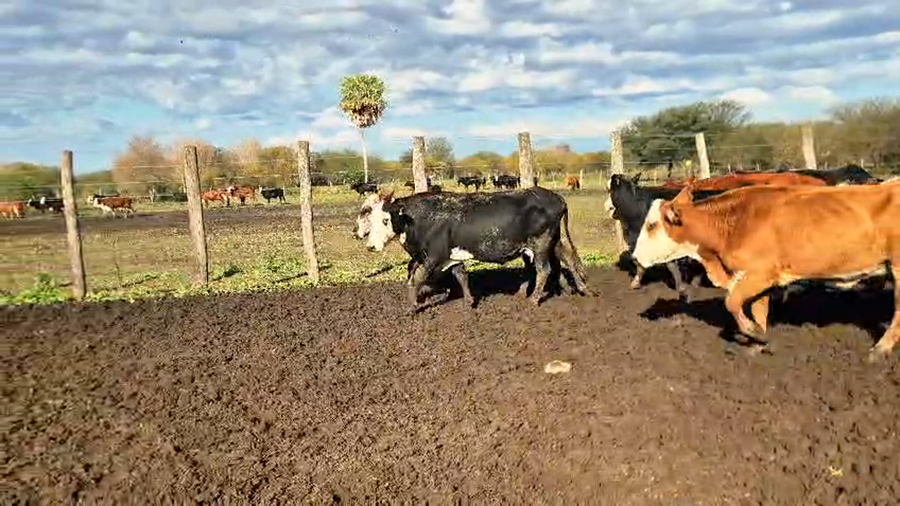 Lote 20 Vacas de invernar