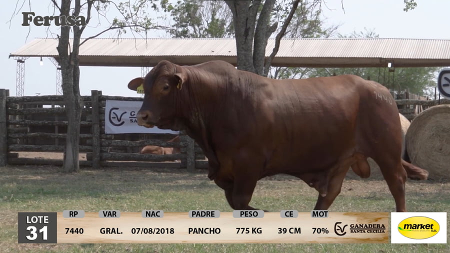 Lote Ganadera Santa Cecilia - Lote 31