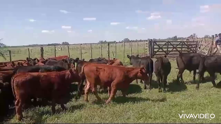 Lote 60 Terneros