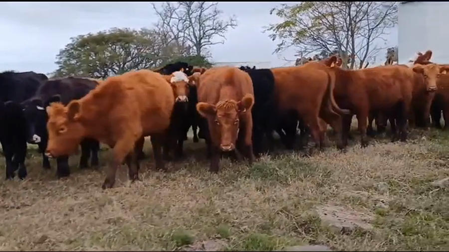 Lote (Vendido)36 Terneras AA/ HE a remate en #45 Pantalla Carmelo  285kg -  en Manantiales