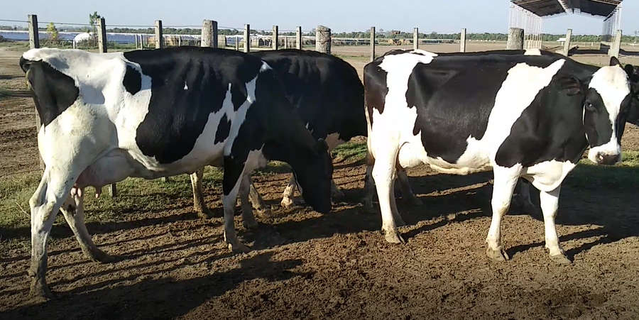 Lote 5 Vacas en Humberto 1º, Santa Fe